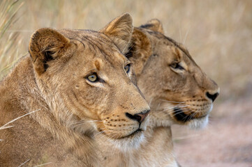 Braam Collins - Copyright