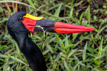 Braam Collins - Copyright