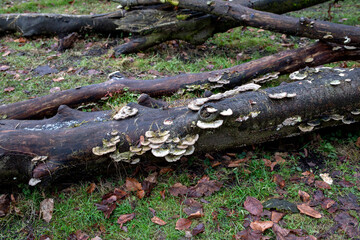 Fototapeta premium Detailed close-up of fungi growing on a decaying tree trunk
