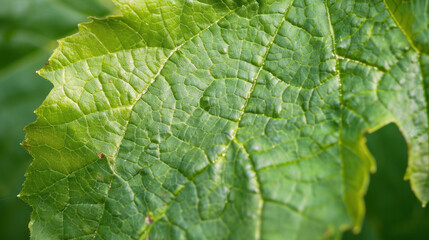 Fototapeta premium green leaf background