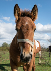 Obraz premium Foal head portrait in countryside, horse in pasture