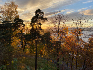 Fototapeta premium autumn trees in the sunset