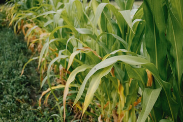 Corn tops on a sunny day in the field. Autumn harvest.