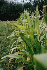 Corn tops on a sunny day in the field. Autumn harvest.