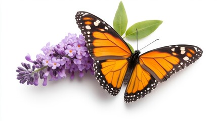 Fototapeta premium Vibrant Monarch Butterfly Perched on Purple Flowers. Generative AI