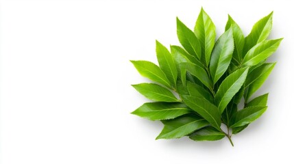 Bright Green Laurel Leaves Bunch Isolated on White. Generative AI