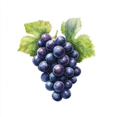 Fototapeta premium Vector Illustration of Grapes with Green Leaves