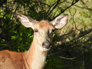 Whitetail deer, doe, with a tick infestation visible on the ears and eyes of the animal. Spring...
