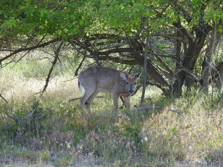 Whitetail deer buck, antlers covered in velvet, during the growth process. Spring season at the Sandy Hook, Gateway National Recreation Area, Monmouth County, New Jersey.
