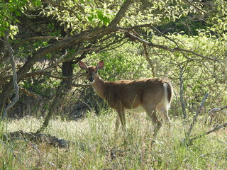 A whitetail deer, doe, living within the woodland forest of the Sandy Hook, Gateway National Recreation Area, Monmouth County, New Jersey.