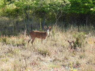 A whitetail buck with velvet on his antlers, and a young doe relaxing in the grass. Sandy Hook, Gateway National Recreation Area, Monmouth County, New Jersey.