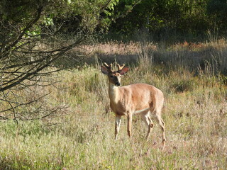 Whitetail deer buck, antlers covered in velvet, during the growth process. Spring season at the Sandy Hook, Gateway National Recreation Area, Monmouth County, New Jersey.
