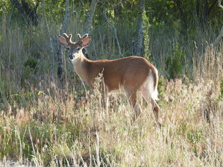 Whitetail deer buck, antlers covered in velvet, during the growth process. Spring season at the Sandy Hook, Gateway National Recreation Area, Monmouth County, New Jersey.