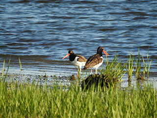 A pair of American oystercatchers enjoying a sunny day along the shores of the Sandy Hook, Gateway National Recreation Area, Monmouth County, New Jersey.