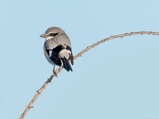 Iberian gray shrike