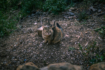 A cat scared and not a scary cat