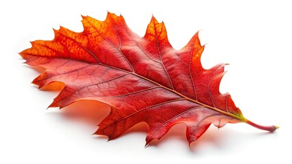 Naklejka premium Minimalist Red Autumn Oak Leaf on White