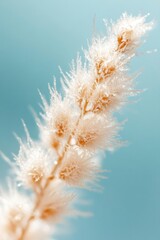 Obraz premium Frosty wheat spike clear sky background