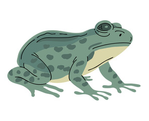 Green frog. Small amphibian. Animal in the wild. Nature and fauna. Vector illustration isolated on white background