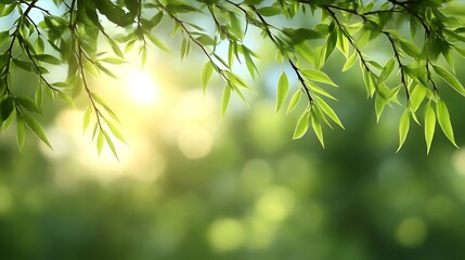 Fototapeta premium Sunlit Green Leaves Frame a Natural Spring Scene