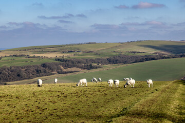 Sheep grazing on a South Downs hillside, on a sunny February day