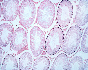 Testicle.Spermatogenesis. BrdU labelling