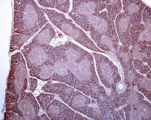 Human thymus. T lymphocytes