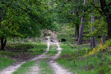 forest swine pig young pretty 