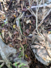 A Massive Orb Weaver's Spider Web with a Tropical Spider in the Center.