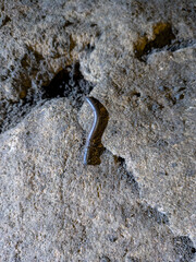 A Cave Millipede near the Ancient City of Oxkintok
