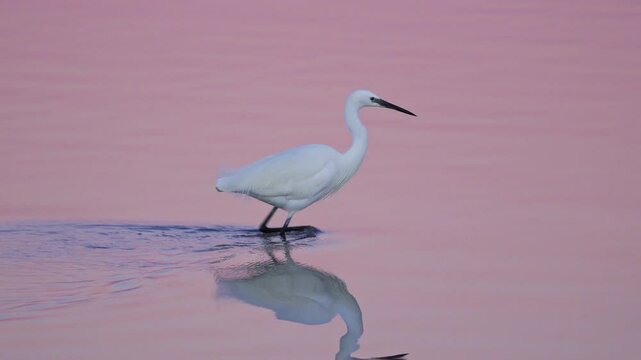 little egret on the beach