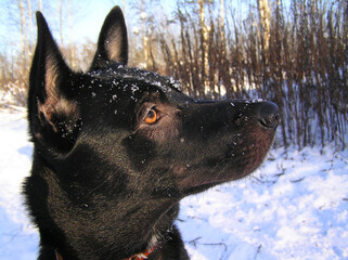 The attentive gaze of a husky.
To see better, the dog raised its head.
