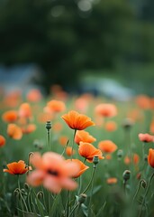 Obraz premium Field of poppy bokeh green bokeh green abstract background light bright blur pattern