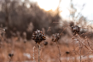 close of up of ethereal dried winter wildflower in foreground with blurred nature light effect sunny prairie background