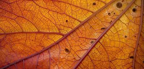 Obraz premium A detailed close-up of an autumn leaf displays its rich orange color and fine veins. The sunlight highlights the leaf's texture, emphasizing its beauty and natural patterns