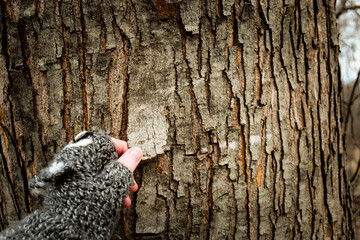 close-up of person with fingerless glove touching a majestic tree with peeling pine tree trunk bark beautiful hygge nature texture appreciation aging journey ecology background © mailcaroline