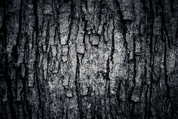 macro close-up of large tree trunk bark abstract nature rough texture blank empty monochrome background with room for copy