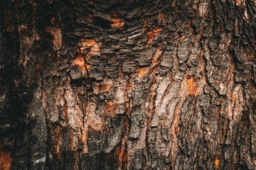 macro close-up of large tree trunk bark abstract nature rough texture blank empty background with...