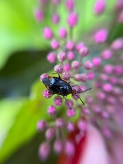 fly on flower