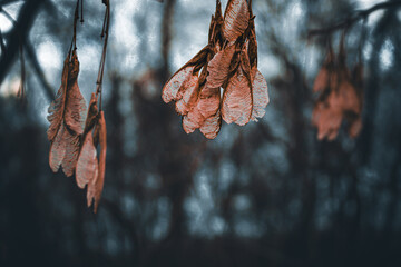 Selective focus tranquil background of dried golden maple tree fruit seeds in the winter air with blurred nature background.