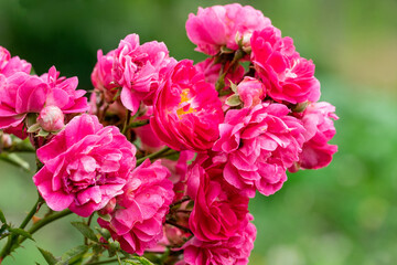 Beautiful blooming pink roses in a garden during daytime