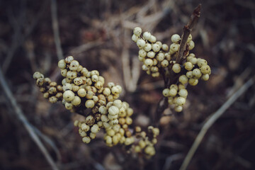 close-up dried poison ivy berry clusters in winter macro nature photography background tranquil scene with selective foreground focus