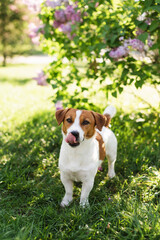 Adorable Jack Russell Terrier dog sitting under a blooming Syringa bush on a sunny day in early spring. Portrait of cute puppy against blooming lilac bushes