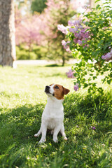 Adorable Jack Russell Terrier dog sitting under a blooming Syringa bush on a sunny day in early...