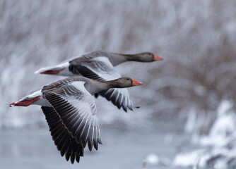 Pair of greylag geese flying in front of snow covered reeds after late April heavy snowfall in Helsinki, Finland in coldest blackberry winter in decades.