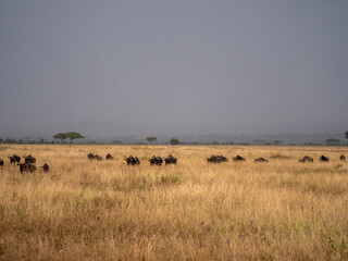 A herd of blue wildebeest (Connochaetes taurinus) on the great northbound march.