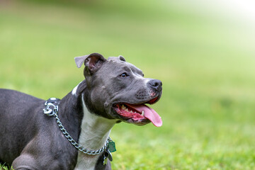 American staffordshire terrier on green background.