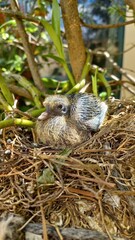 baby bird in a nest © Marcia