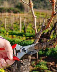 Close-up of the hands of the winemaker pruning the vineyard with professional steel scissors. Traditional agriculture. Winter pruning, Guyot method.