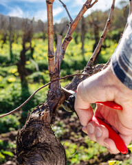 Close-up of the hands of the winemaker pruning the vineyard with professional steel scissors....
